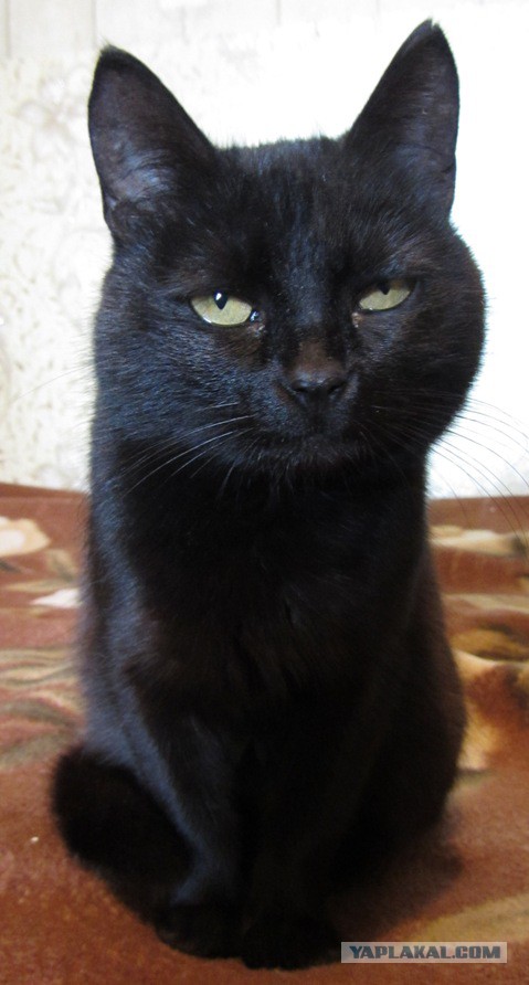 Котовторник  08.04.2014