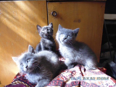 Котовторник 10.06.2014