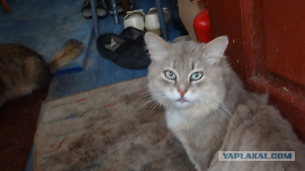 Котовторник 24.06.2014