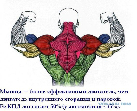 Факты в картинках