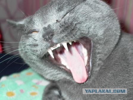 А у тебя есть фото твоей зевающей котейки ?