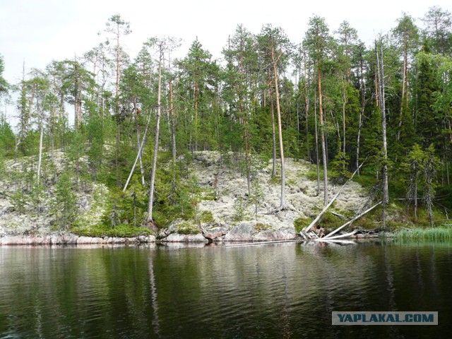 Две недели на Иовском водохранилище. Соколозеро.