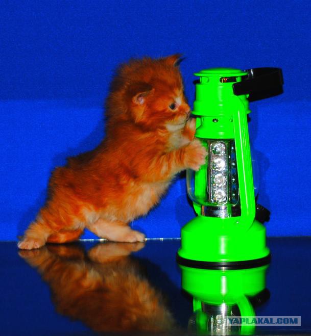 Мои мейн куны