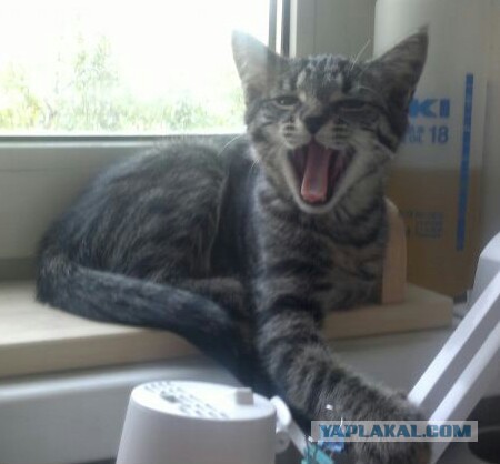 Персональные фотографии животных.