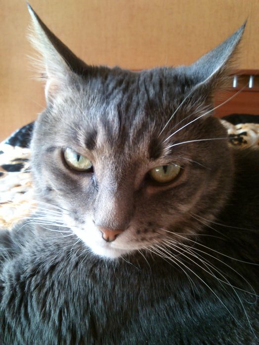 Котовторник 31.03.2015