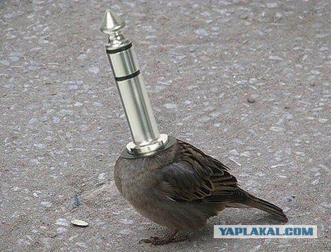 Брюс вылез