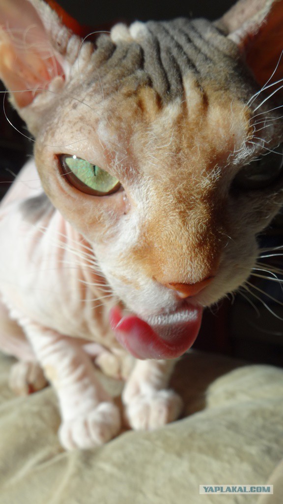 Котовторник 13.10.2015