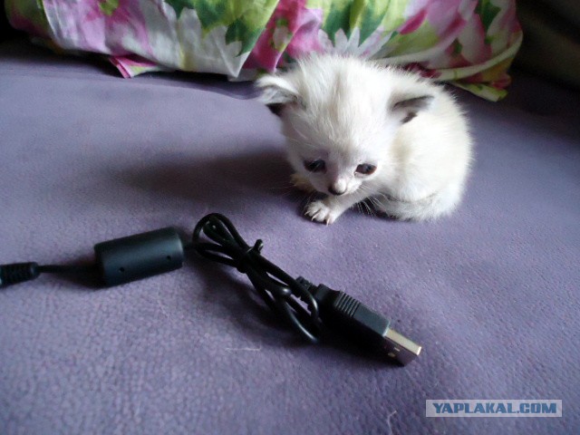 Котовторник 17.11.2015