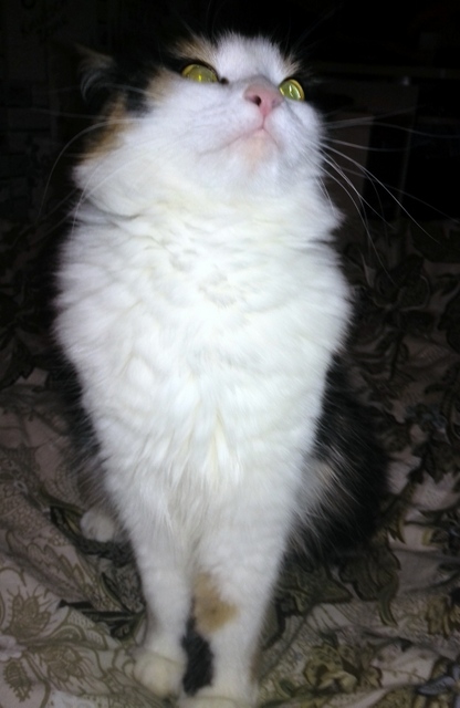 Котовторник 15.12.2015