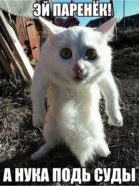 Веселые картинки