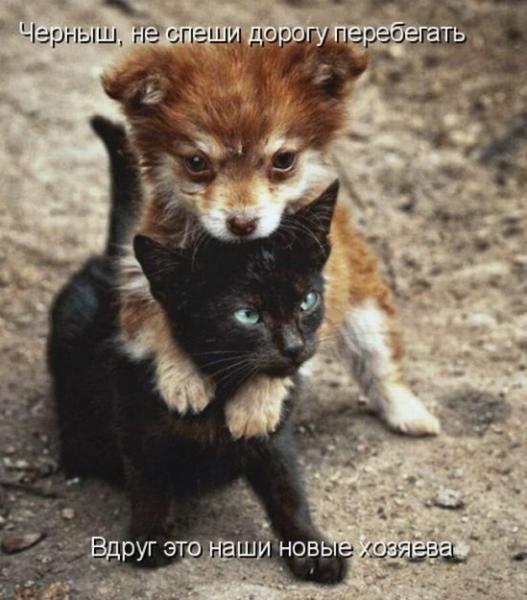 Мохнатые беспредельщики