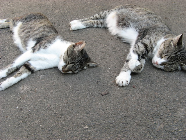 Кошачий позитив от КПМ (32 фото)!