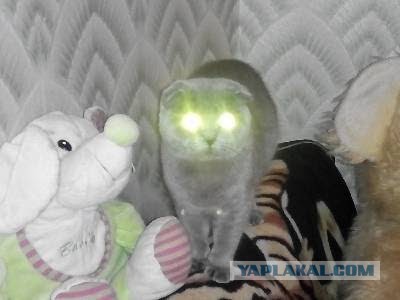 Котовторник 19.07.2016