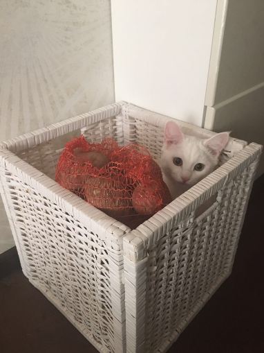 Раз уж наступил Котовторник, то вот мои кошаки.