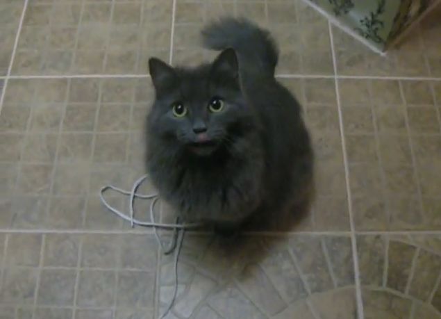 Коты из сети