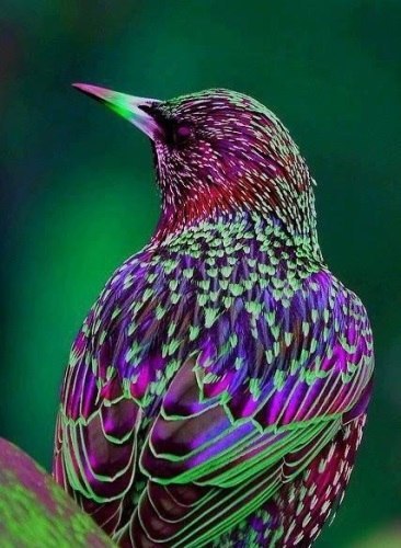Самые смешные животные