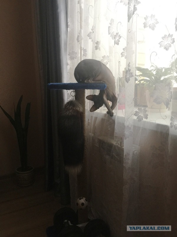 Котовторник 28.02.2017