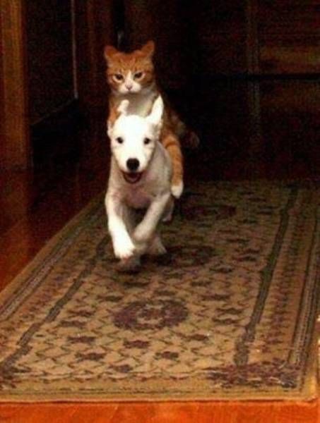 Коты и Кошки