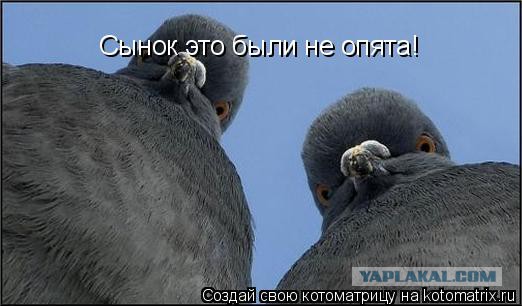 Самые известные мемы в истории Интернета