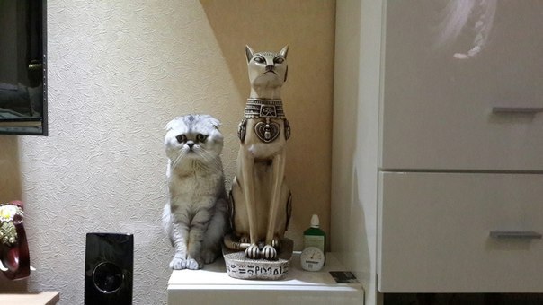 Прикольных котов пост