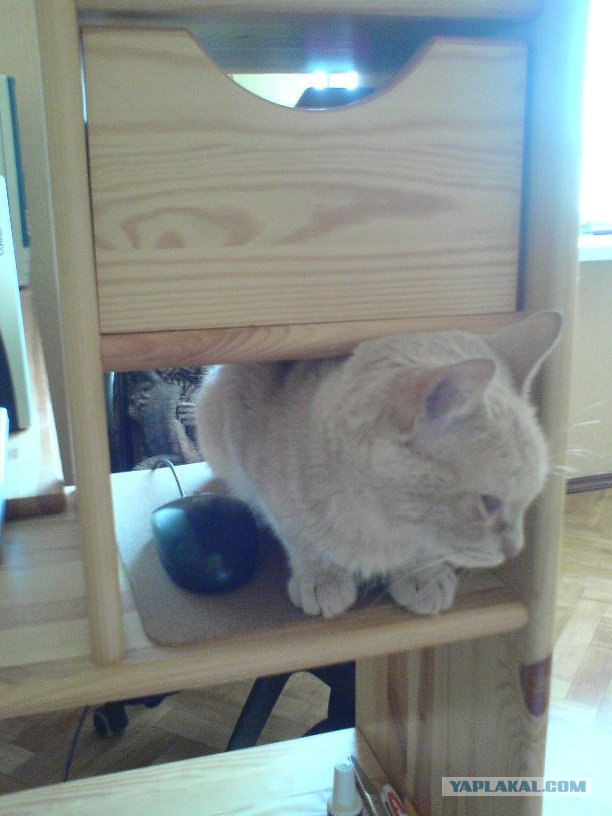 Ура, котовторник! (01.07.2008)