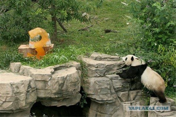 День рождения панды (7 фото)