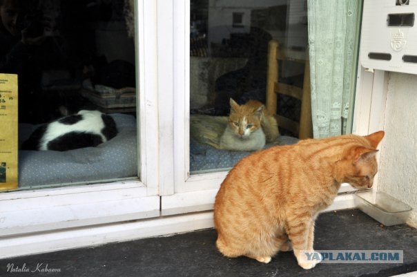Котовторник на 29 июня
