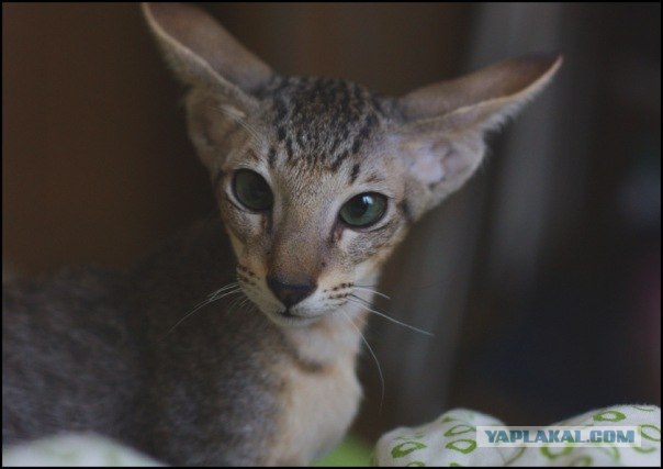 Котовторник, для любителей кошек