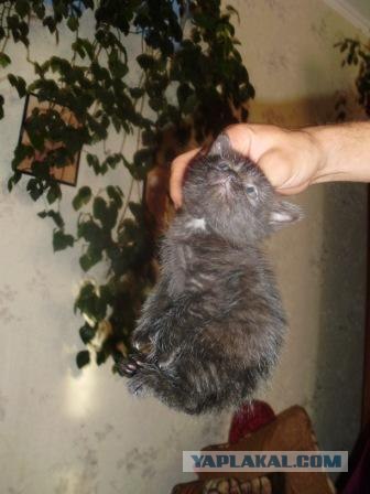 Сонный Котовторник
