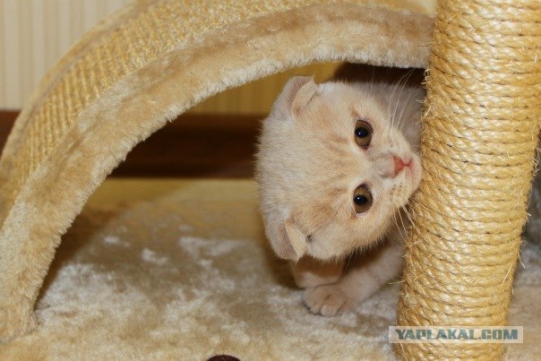 Котовторник 22.11.11