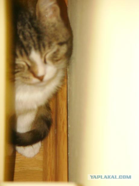 Котовторник 27.12.11