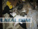Котовторник! 13.03.2012