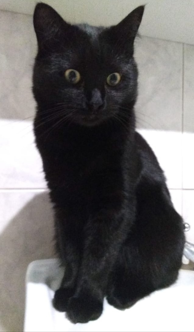 Black cats matter