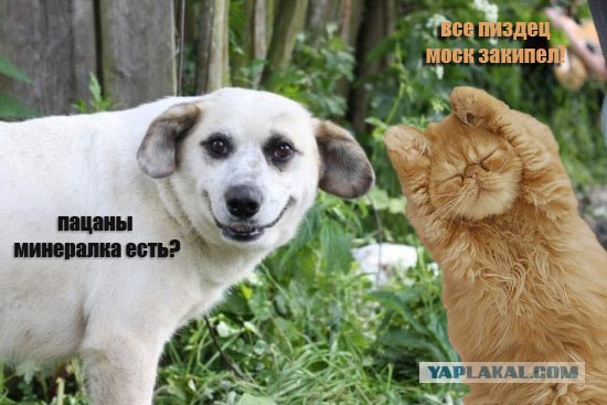 Фотожаба: Собака-улыбака