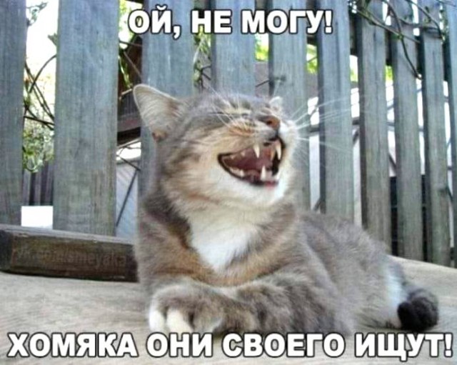 Котовторник 20.10.20