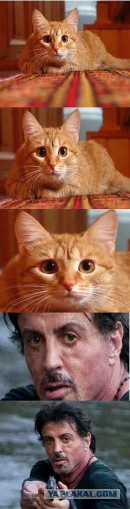 Фотожаба: Куда так торопится Слай?