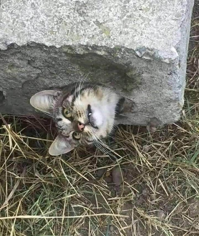 В Одесской области спасатели освободили кота, который застрял в одном из отверстий бетонной плиты