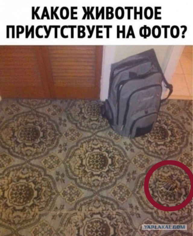 Так себе картинки 20.11.21