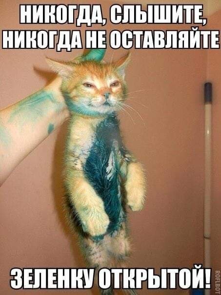 К котофторнику