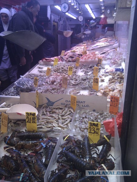 Моя первая поездка в Нью-Йорк и Маями