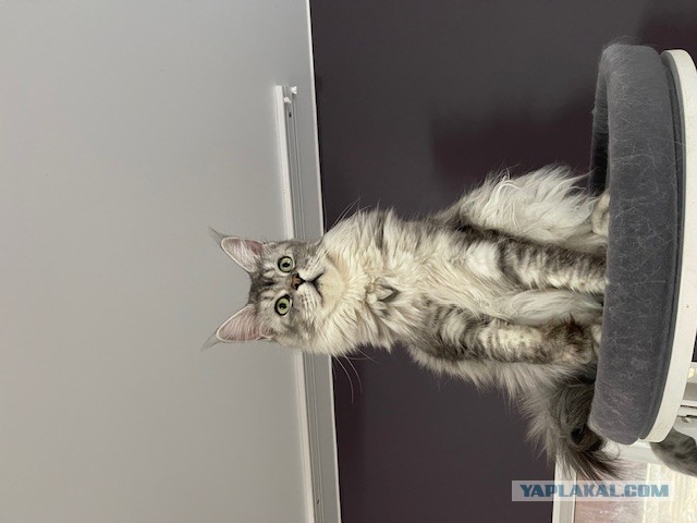 Мой котяра