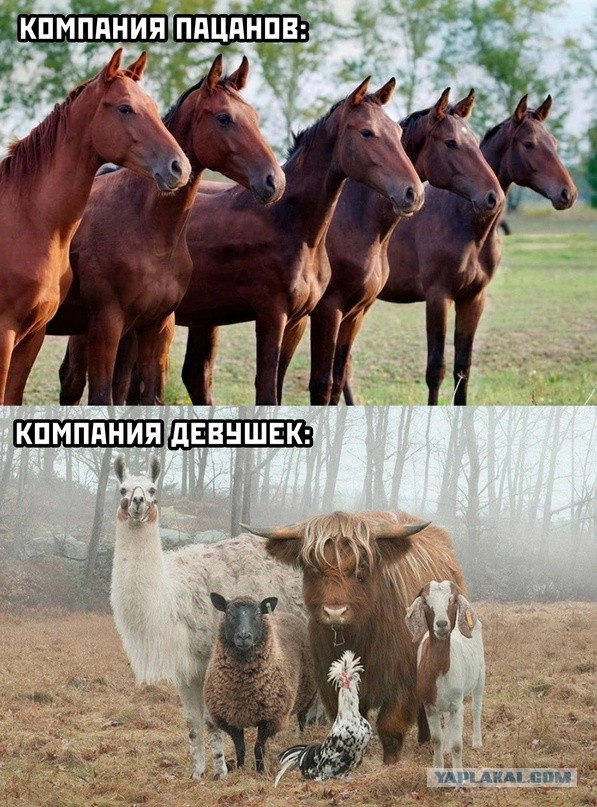 Завалялось тут случайно немного забавных картинок