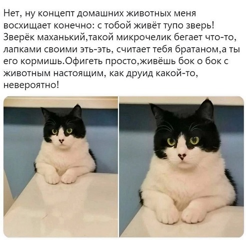 Очередь за забором