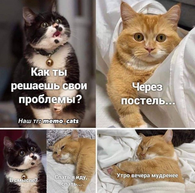 К котовторнику: подборка картинок-баянов с котиками и про котиков. Выпуск 3.