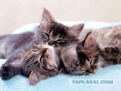Что внутри кошки?