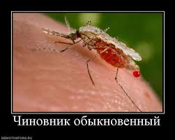8 млн. рублей за кустик на Тверской