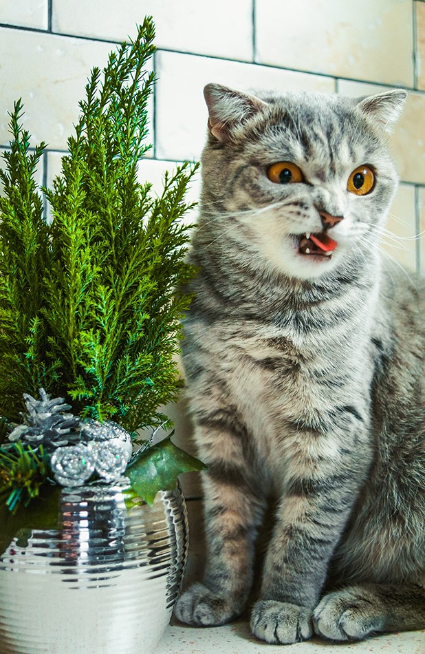 Возлюби кота ближнего своего