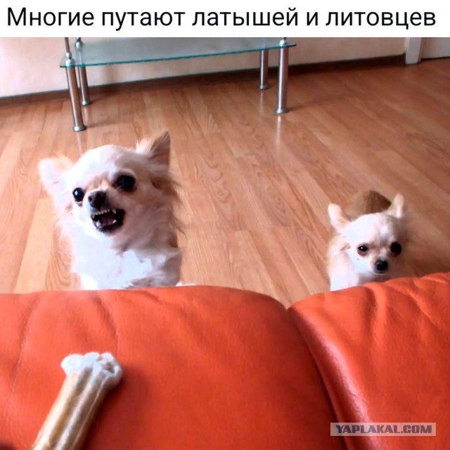 Картинки для деградации 248 (разной степени свежести)