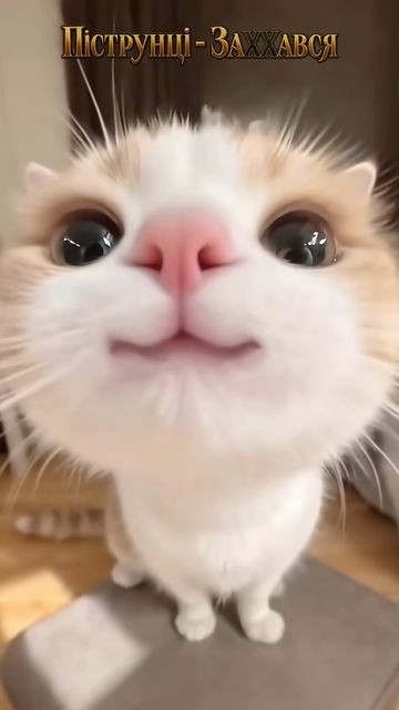 Котовторник. Ох, как я утомился!