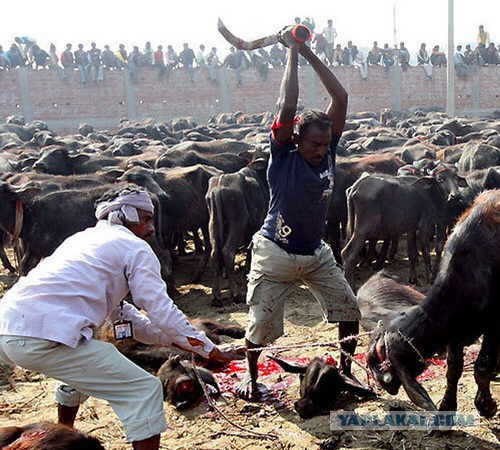 Жрите мясо!